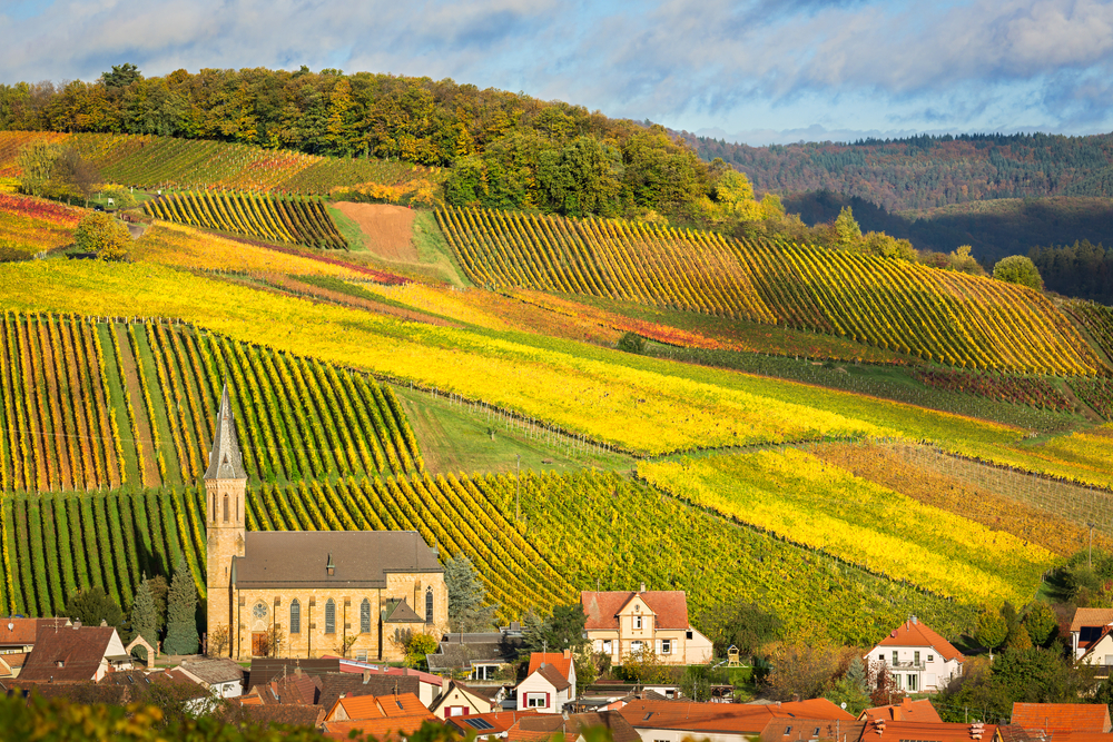 vineyard germany